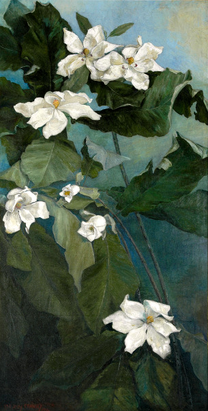 Magnolia Macrophylla