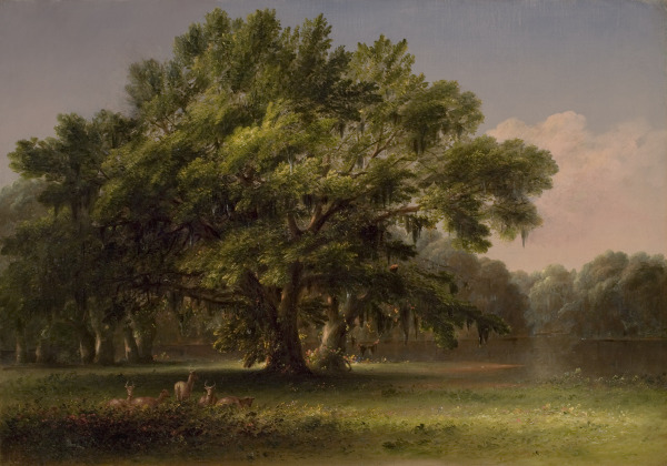 Live Oaks in South Carolina