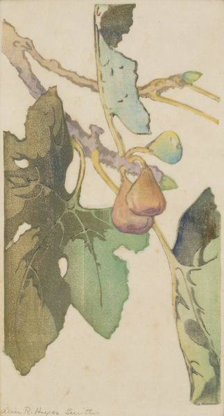 Celestial Figs