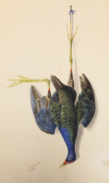 Nature Morte: Purple Gallinule