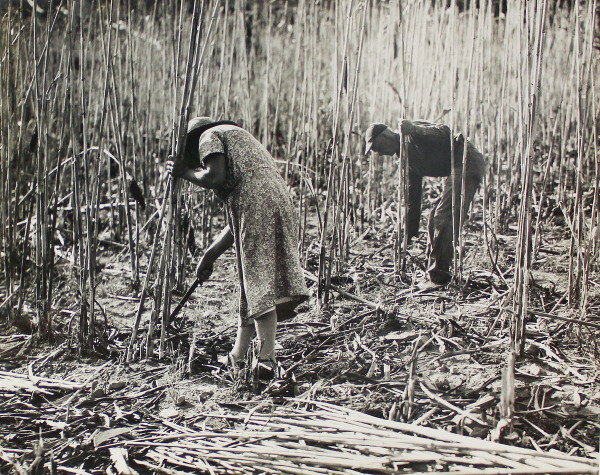 Sugarcane