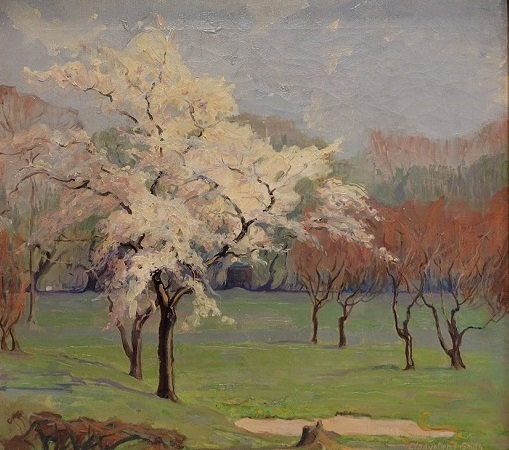 Cherry Blossoms