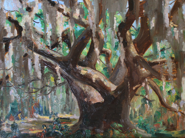 Untitled (Giant Live Oak)