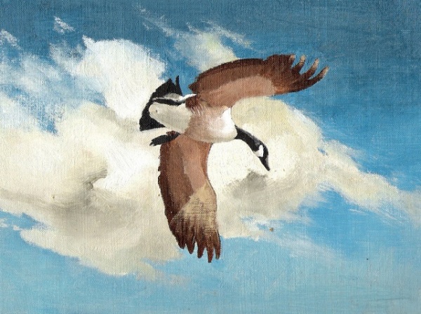 Solo Canada Goose