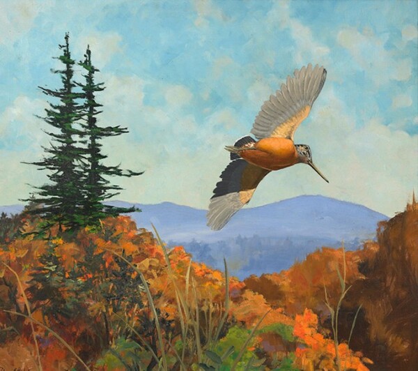 “Timberdoodle” Woodcock